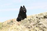 SCHIPPERKE 036